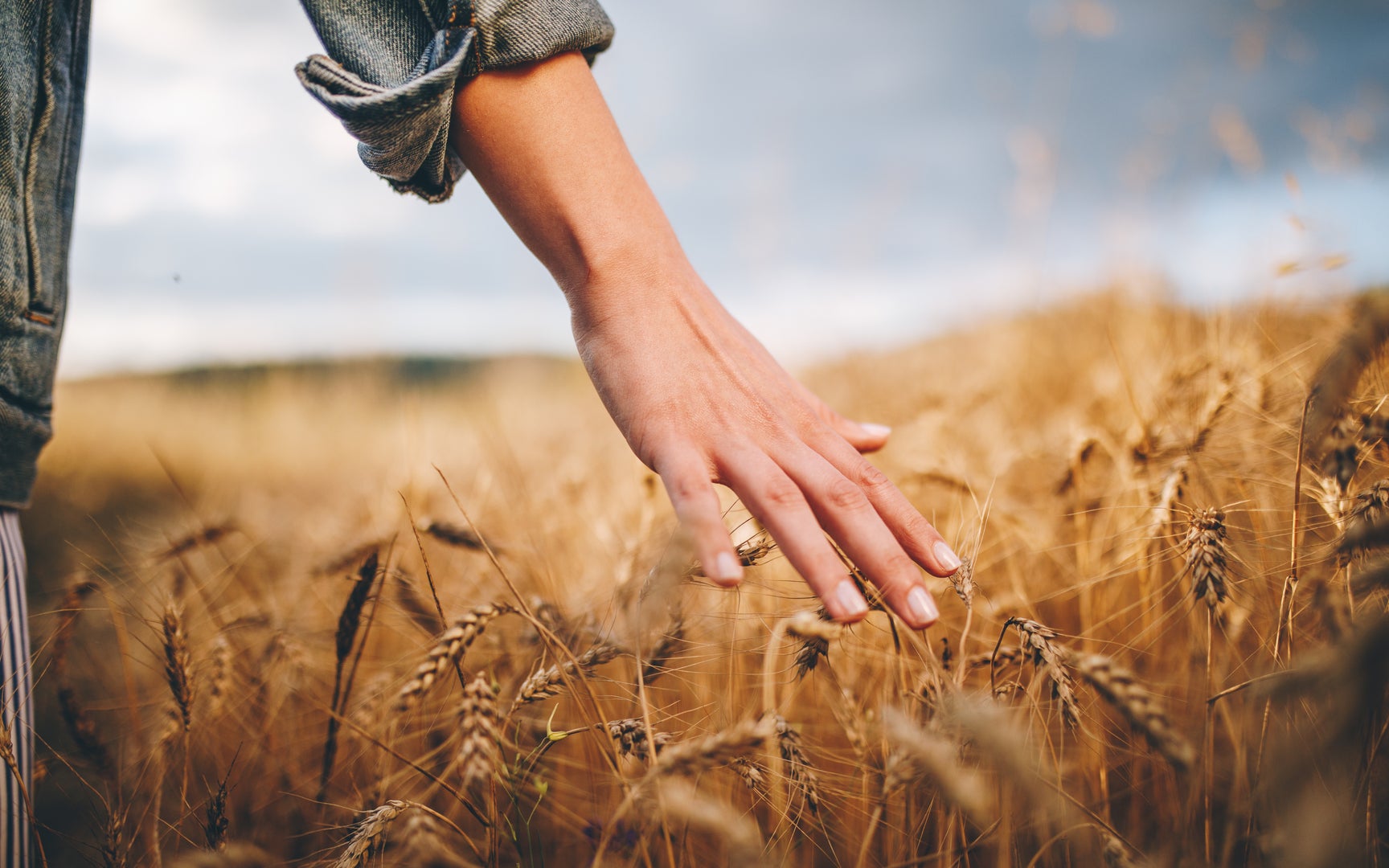 Close-up of a hand skimming over stalks of wheat in a wheat field.